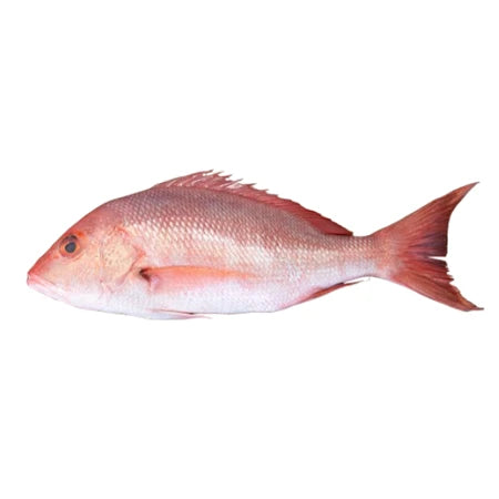 Fresh Snapper Fish ±250g