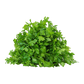 Parsley MG Pack 100g
