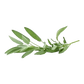 Herbs Sage 100g