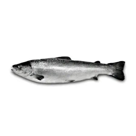 Fresh Salmon Whole Fish ±1kg