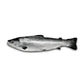 Fresh Salmon Whole Fish ±1kg