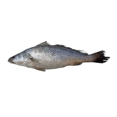 Fresh Cassava Fish price per 500g (6736)