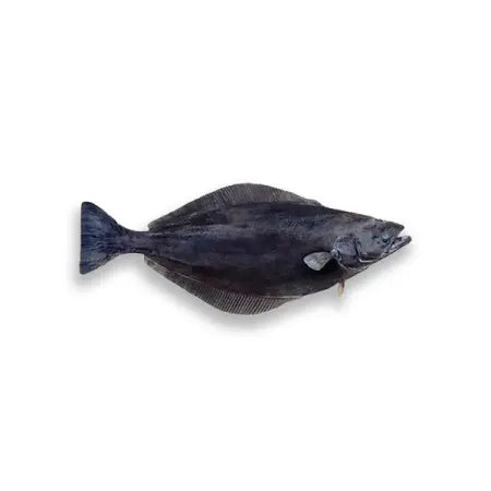 Fresh Black Halibut ±1kg