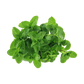 Mint Import Pack 100g