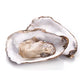 Fresh Oysters (Fine De Claires) ±1kg
