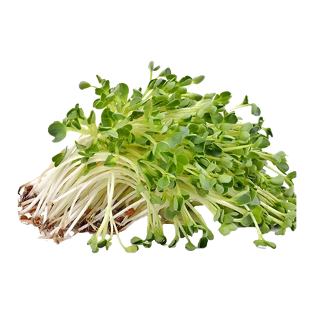 China Rose Sprout 100g