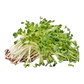China Rose Sprout 100g