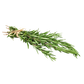 Herbs Rosemary Clamshell 20g