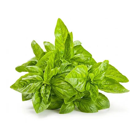 Herbs Basil APL Pack