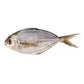 Fresh Butter Fish ±2.62kg